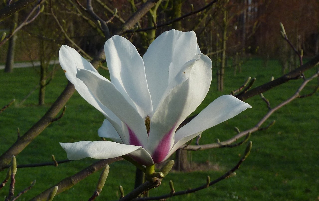 magnolia amoena